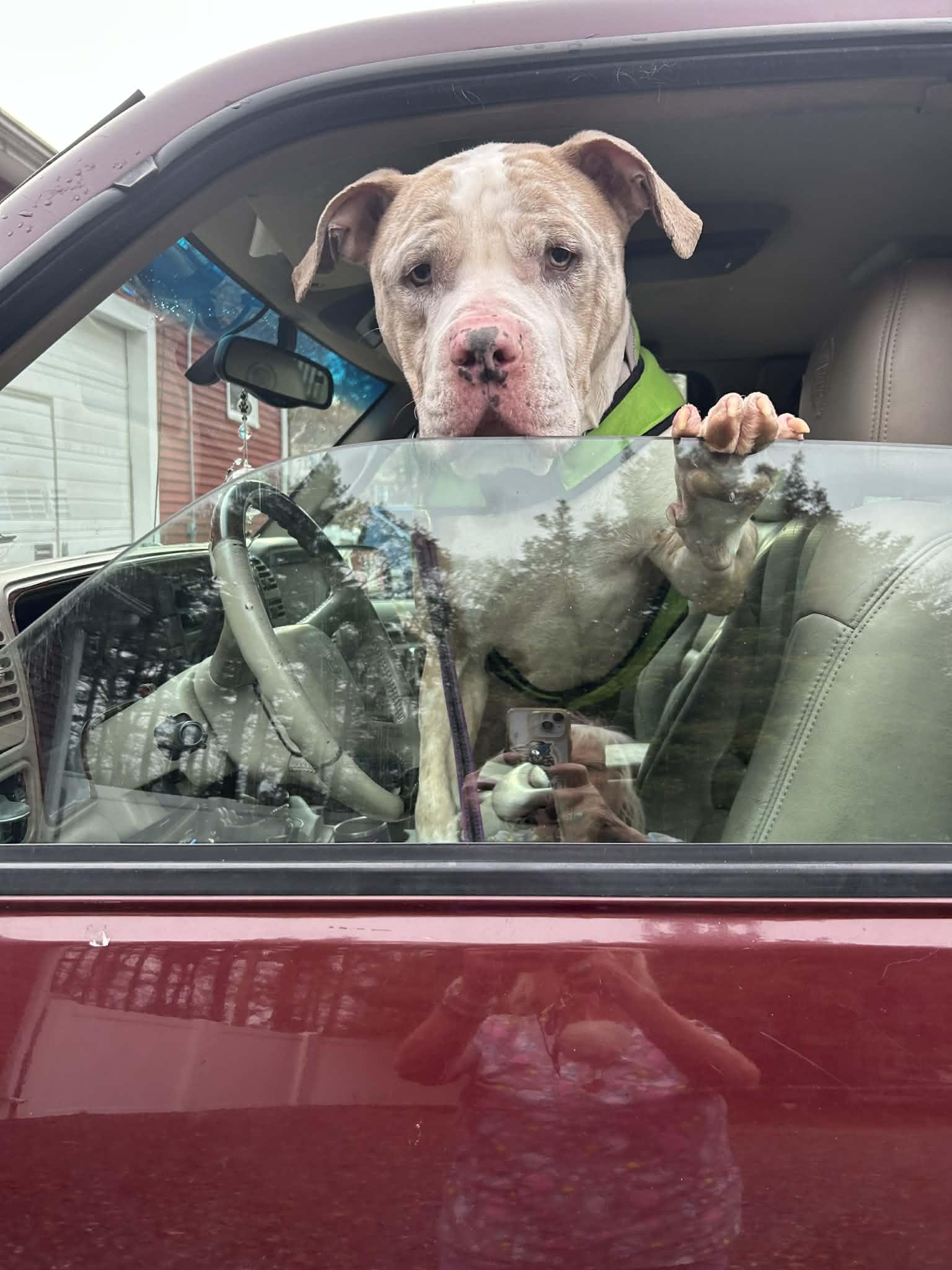 King, a Adoptable mixed breed in Acushnet, MA image 5/5