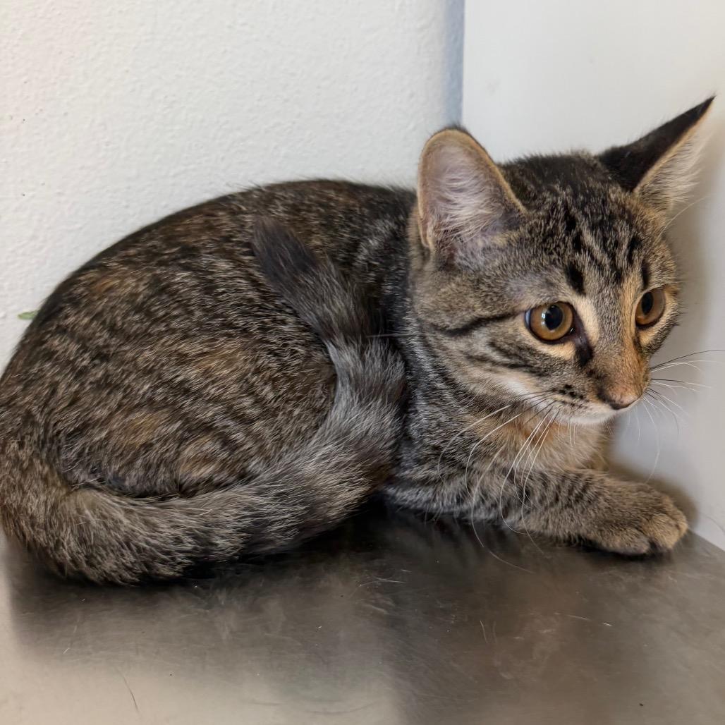 Enlarge Mira, a Adoptable Domestic Short Hair in Floresville, TX image 1/5