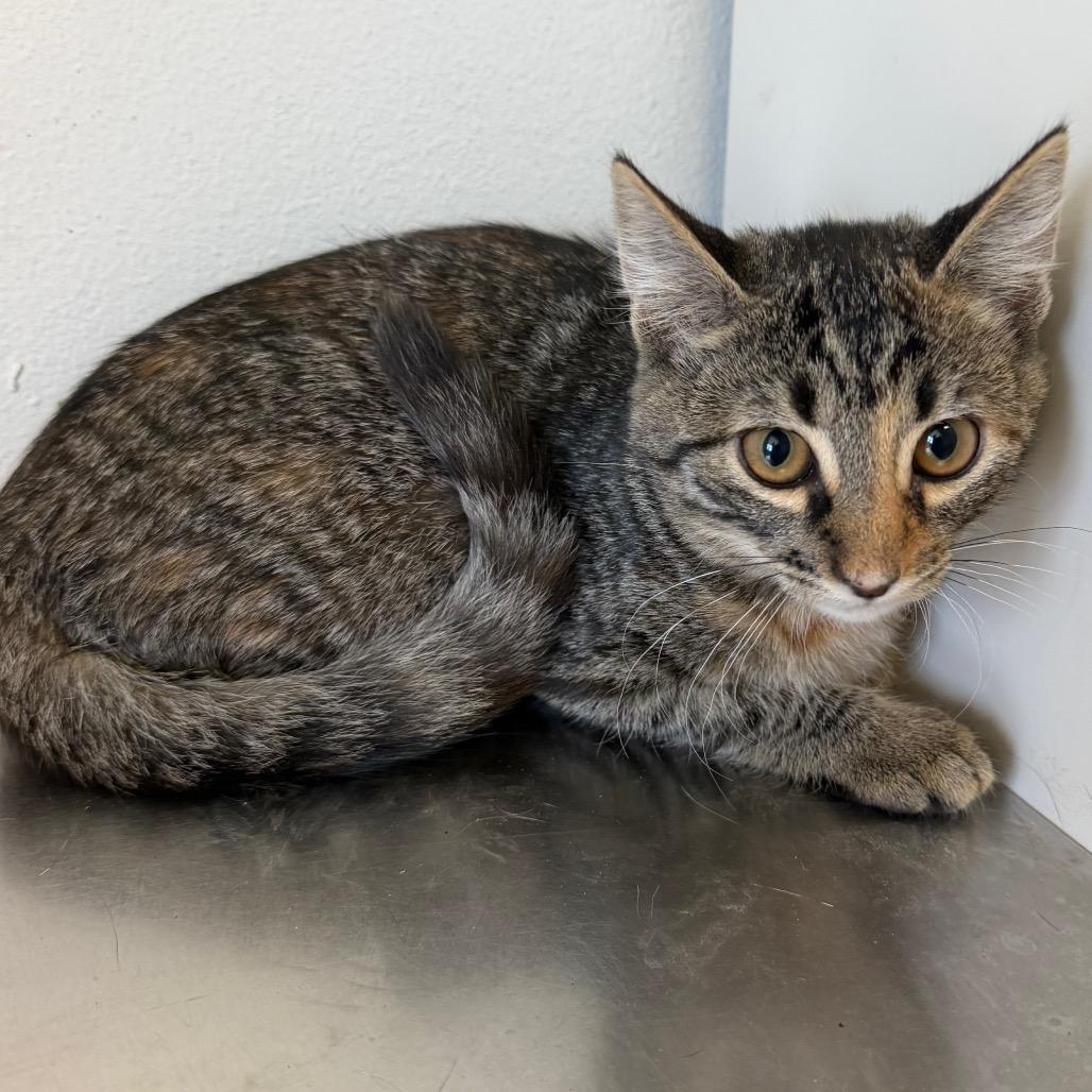 Enlarge Mira, a Adoptable Domestic Short Hair in Floresville, TX image 2/5