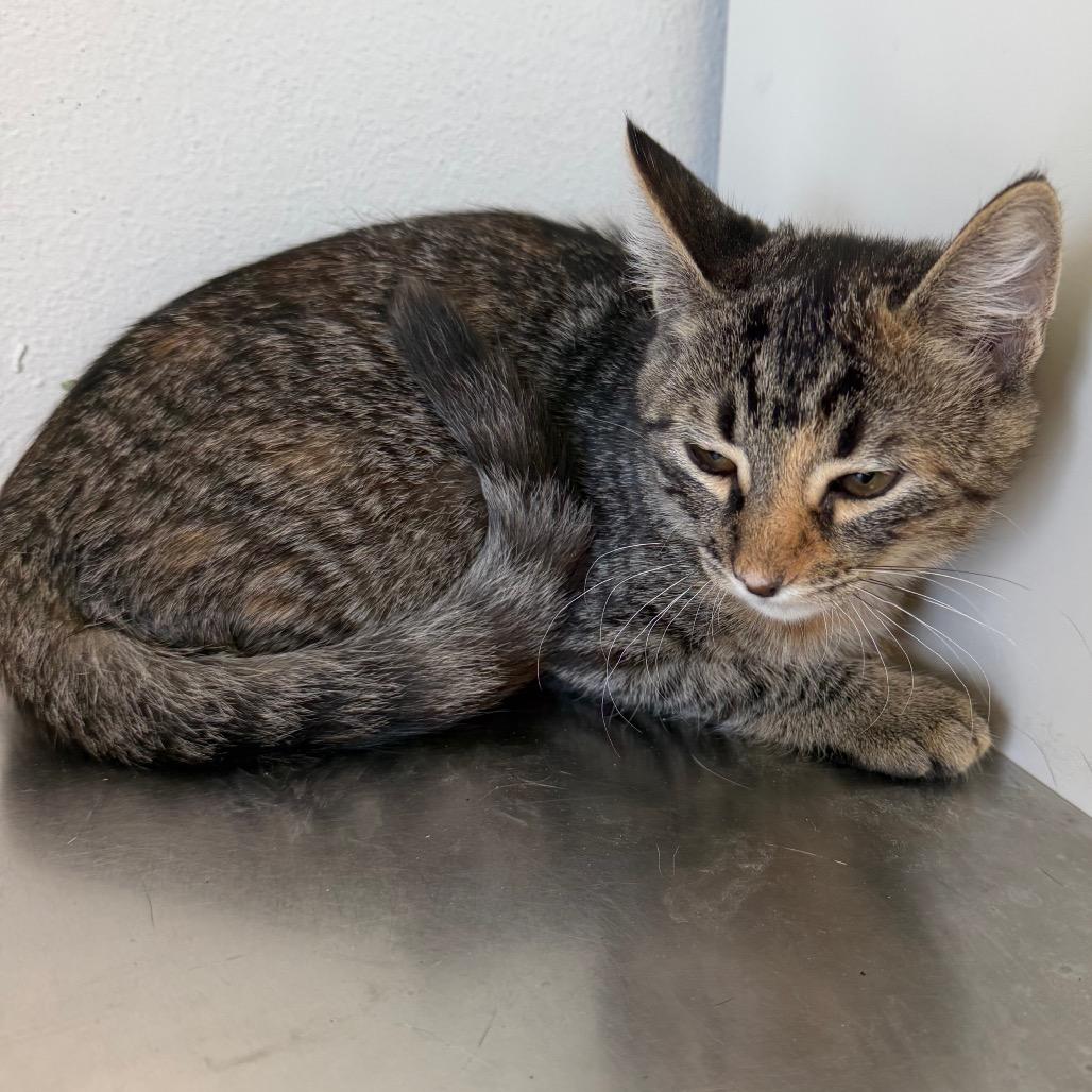 Enlarge Mira, a Adoptable Domestic Short Hair in Floresville, TX image 3/5