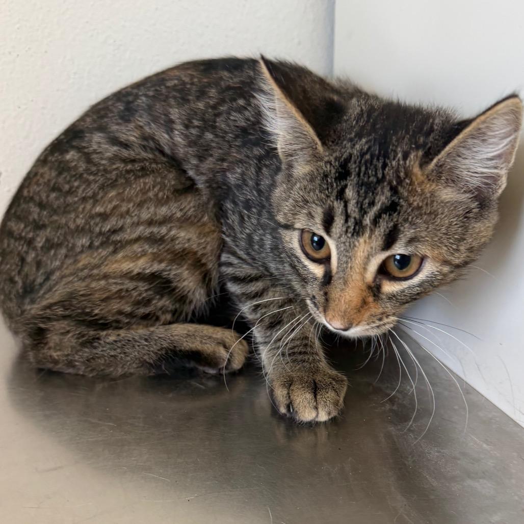 Enlarge Mira, a Adoptable Domestic Short Hair in Floresville, TX image 4/5