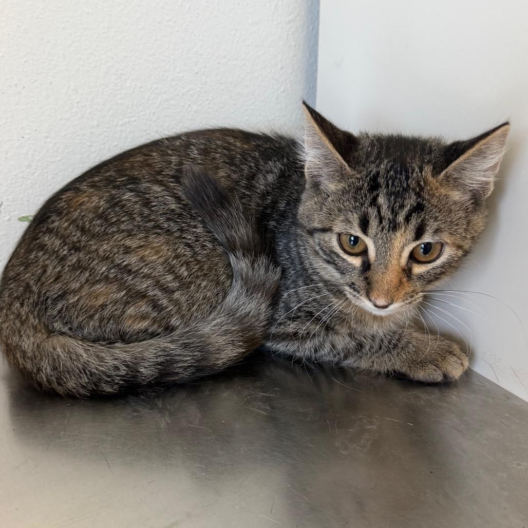 Enlarge Mira, a Adoptable Domestic Short Hair in Floresville, TX image 5/5