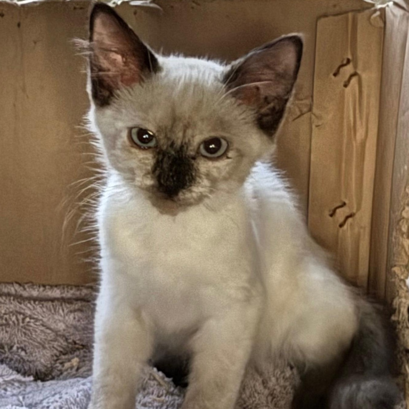 Enlarge Esme, a ADOPTABLE Domestic Medium Hair in Dunnigan, CA image 2/2