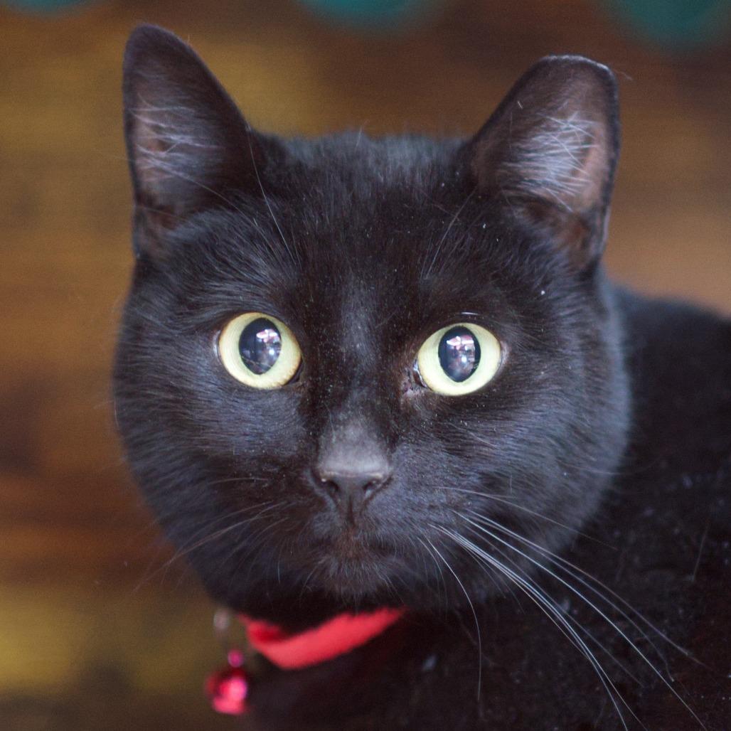 Stormie, Adoptable, Adult Female Domestic Short Hair.
