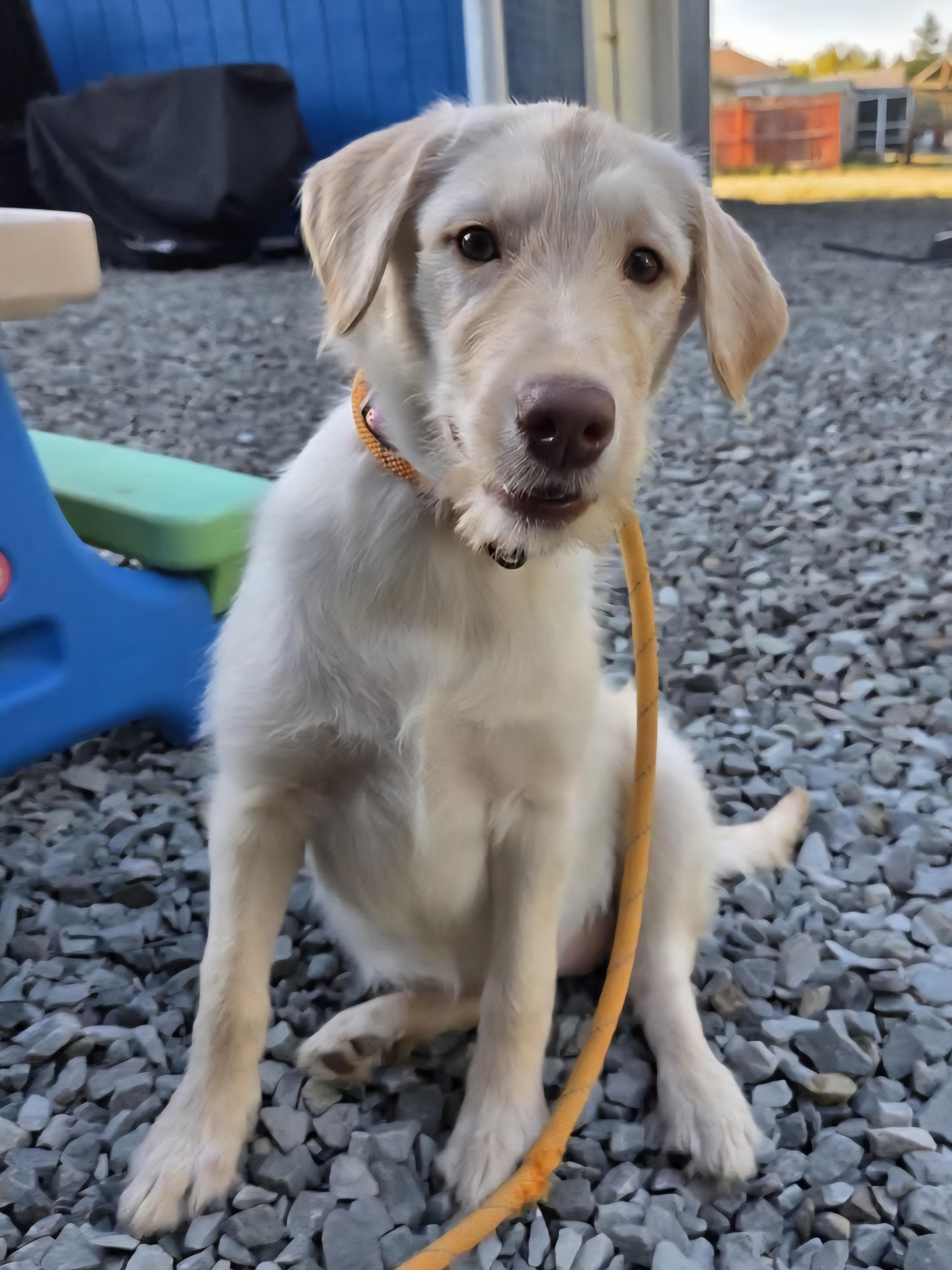Toast, an adoptable Yellow Labrador Retriever, Aussiedoodle in Hornell, NY, 14843 | Photo Image 1