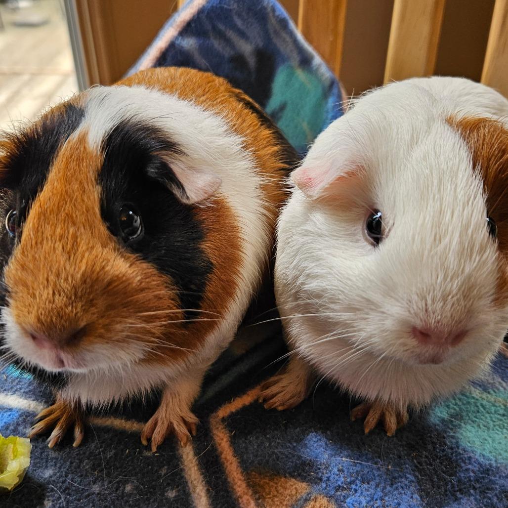 Wanda and Rhonda, adopted, Adult Female Guinea Pig.