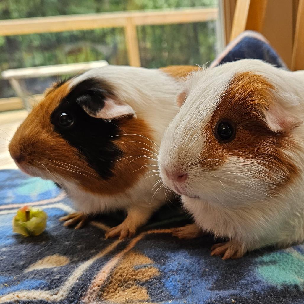 Enlarge Wanda and Rhonda, an adopted Guinea Pig in Stokesdale, NC image 2/2