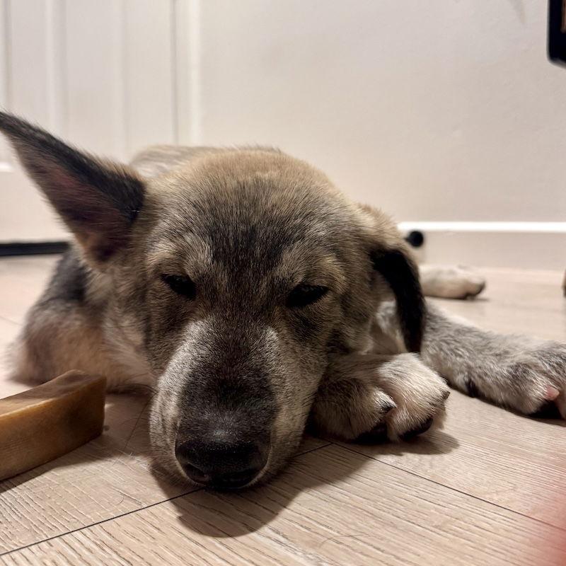 Enlarge Wookie, a Adoptable mixed breed in San Juan Capistrano, CA image 1/3