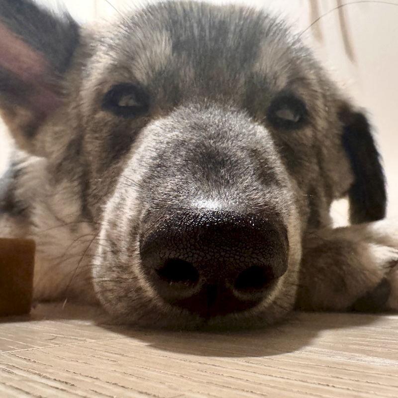 Enlarge Wookie, a Adoptable mixed breed in San Juan Capistrano, CA image 2/3