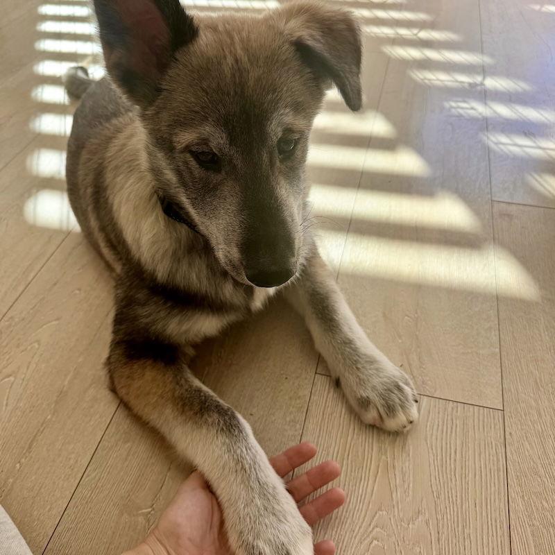 Enlarge Wookie, a Adoptable mixed breed in San Juan Capistrano, CA image 3/3