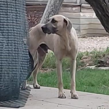 Boone, an adoptable Sloughi, Black Mouth Cur in Seguin, TX, 78155 | Photo Image 3