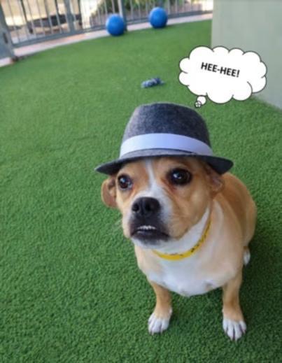 Lilli, adopted, Young Female Chihuahua & Pug.