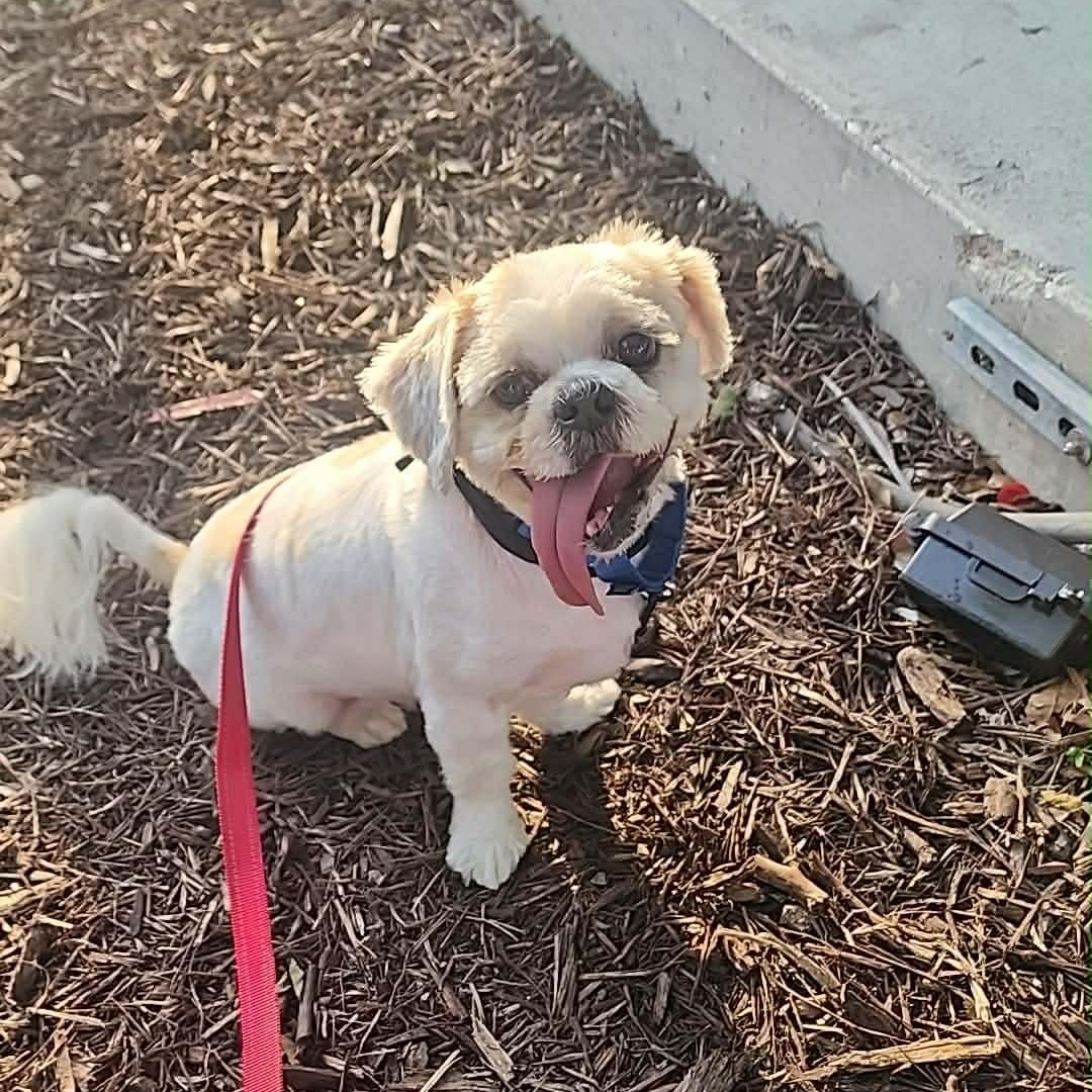 Wade pool, Adoptable, Adult Male Shih Tzu.