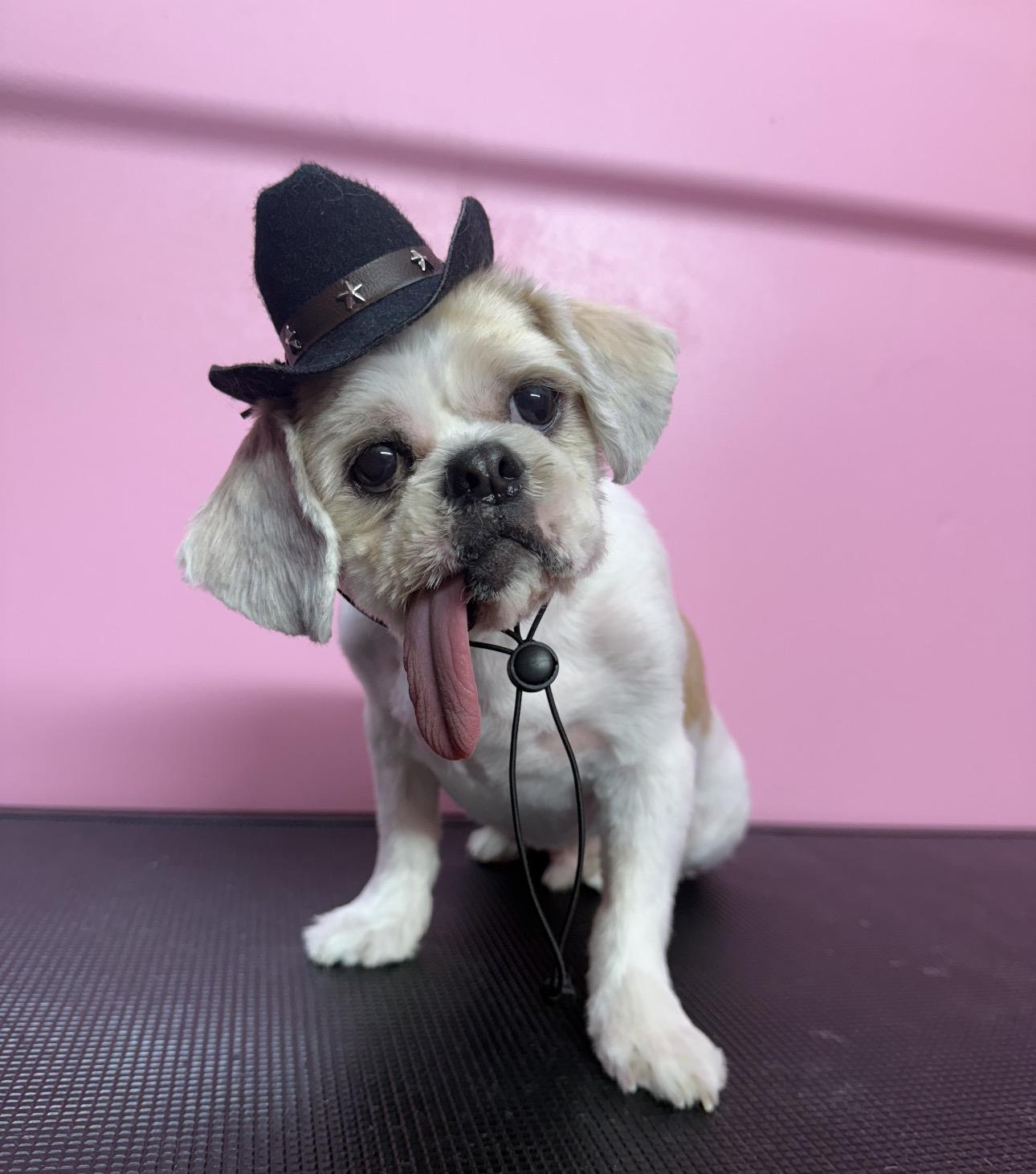 Enlarge Wade pool, a Adoptable Shih Tzu in Staten Island , NY image 3/6