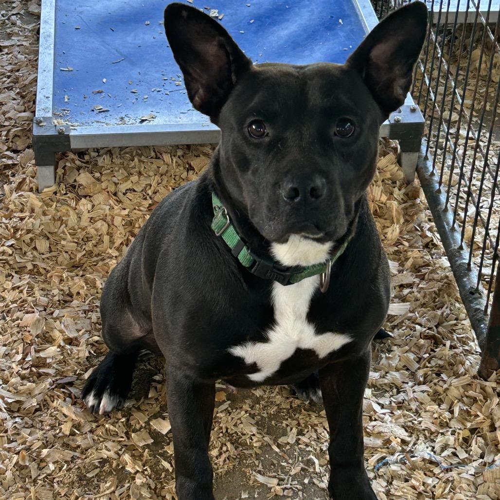 Nathaniel, Adoptable, Adult Male Mixed Breed.