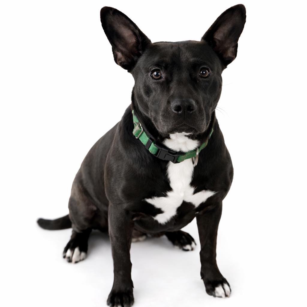 Nathaniel, a Adoptable Mixed Breed in Eufaula, AL image 2/2