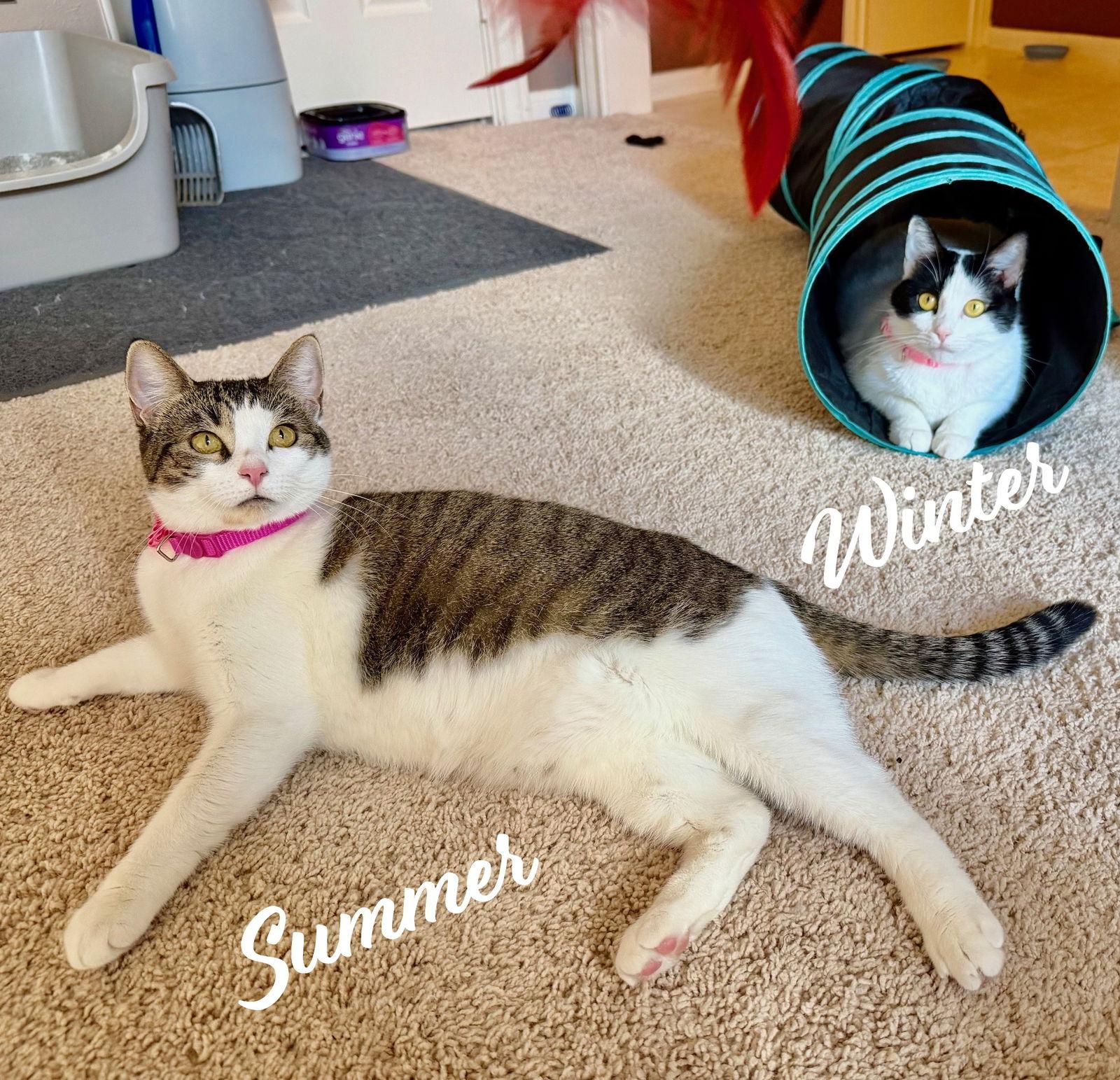 Winter & Summer Bondedpair