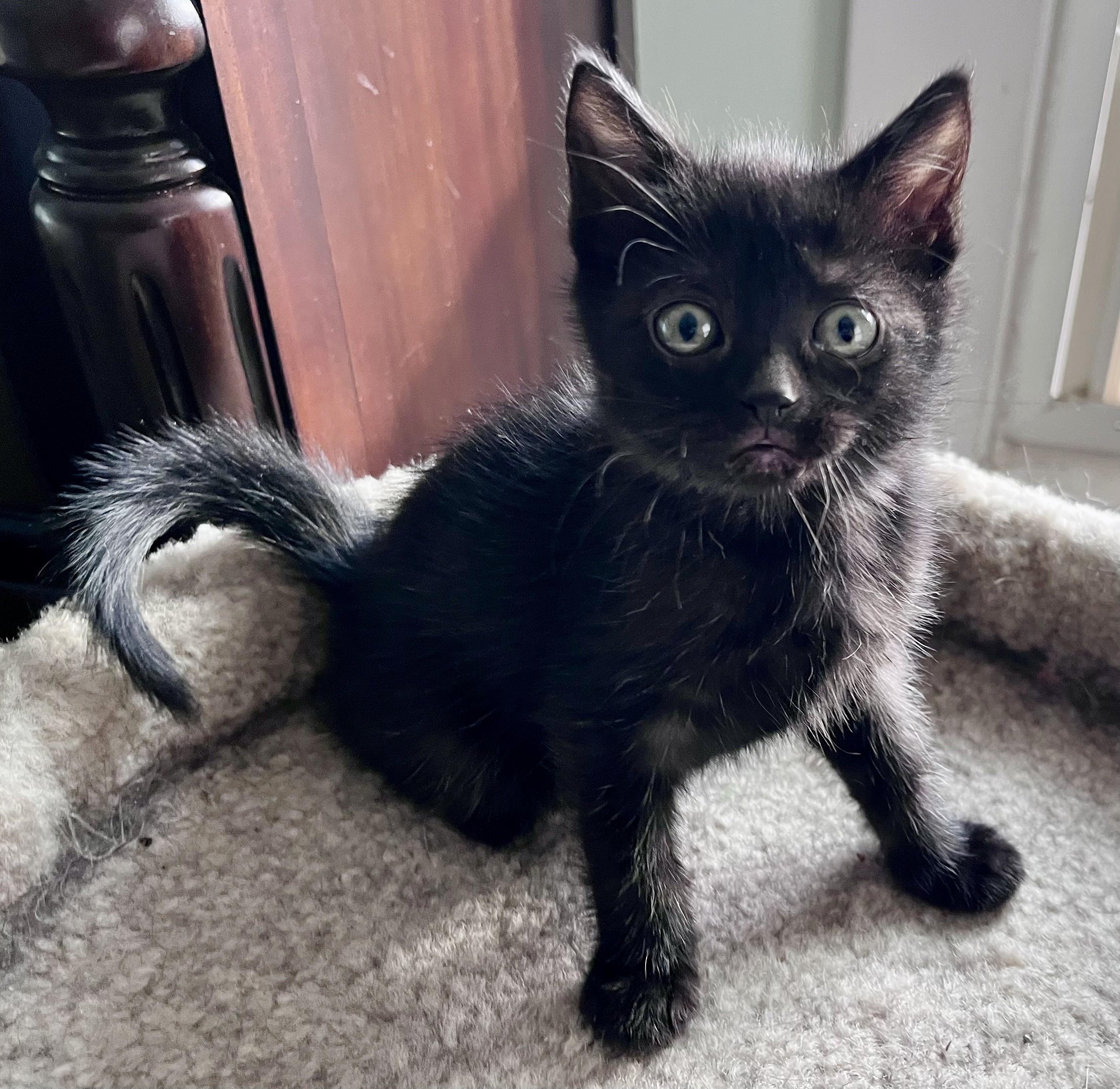 Enlarge Georgie, a ADOPTABLE mixed breed in Rocky Hill, CT image 2/5