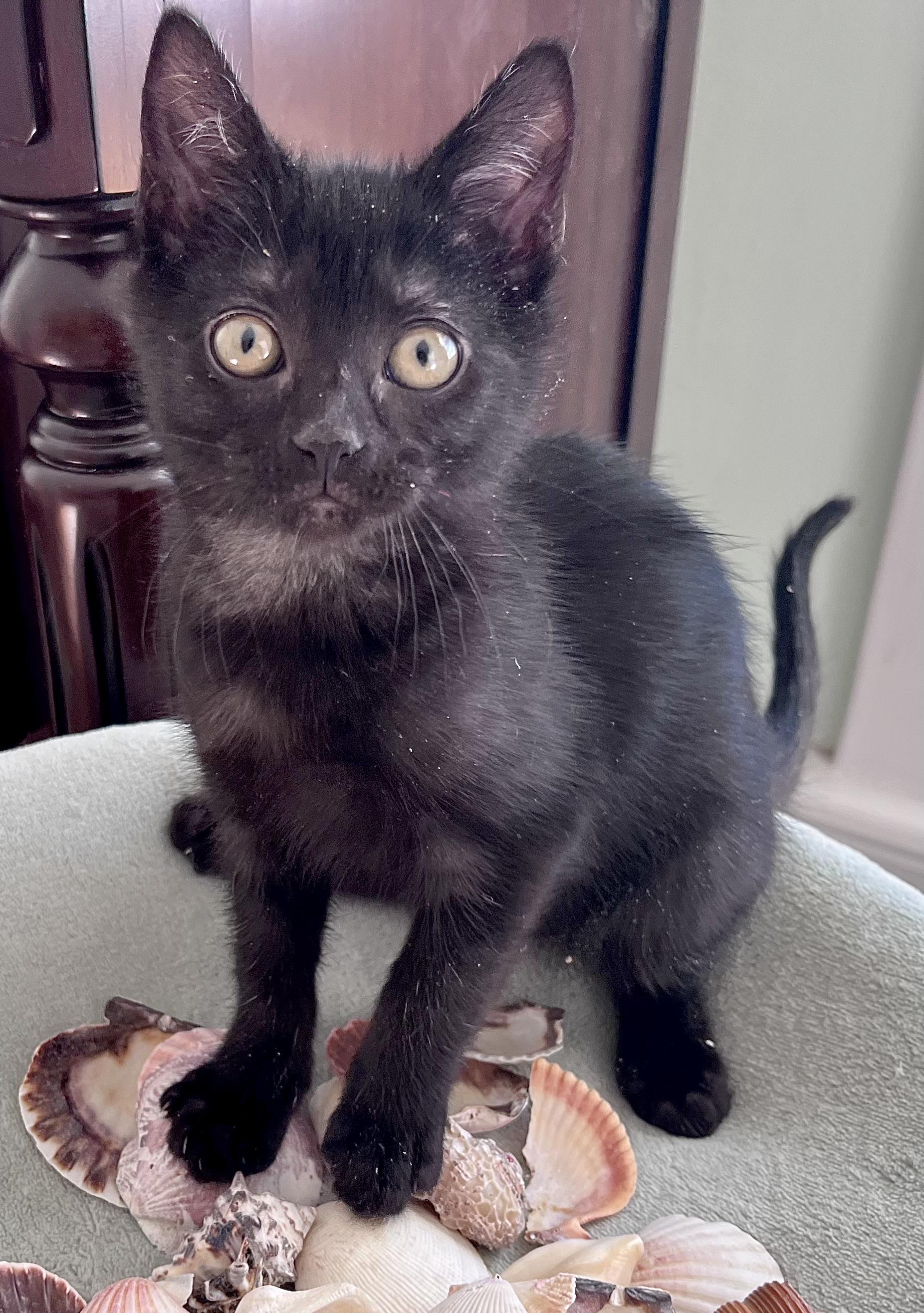 Georgie, ADOPTABLE, Kitten Female Domestic Short Hair.