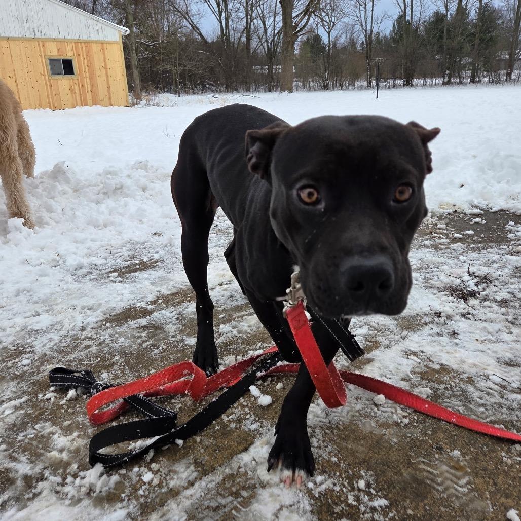 Comet, Adoptable, Young Male Pit Bull Terrier.