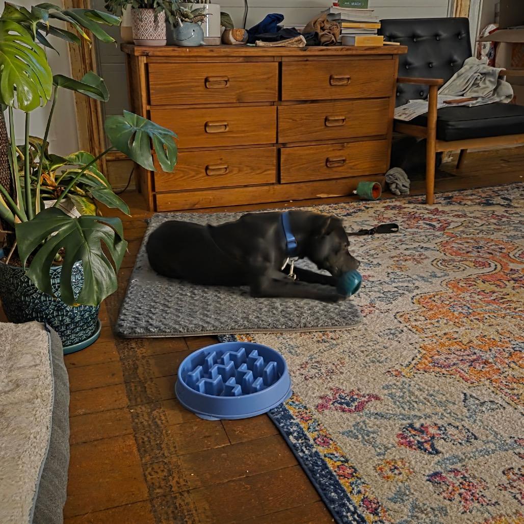 Enlarge Comet, a Adoptable mixed breed in Avon, OH image 2/6