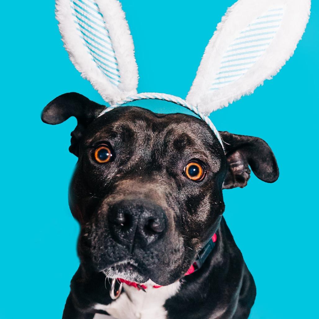 Enlarge Comet, a Adoptable mixed breed in Avon, OH image 3/6