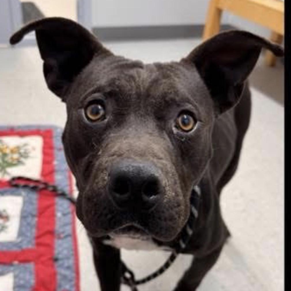 Enlarge Comet, a Adoptable mixed breed in Avon, OH image 4/6