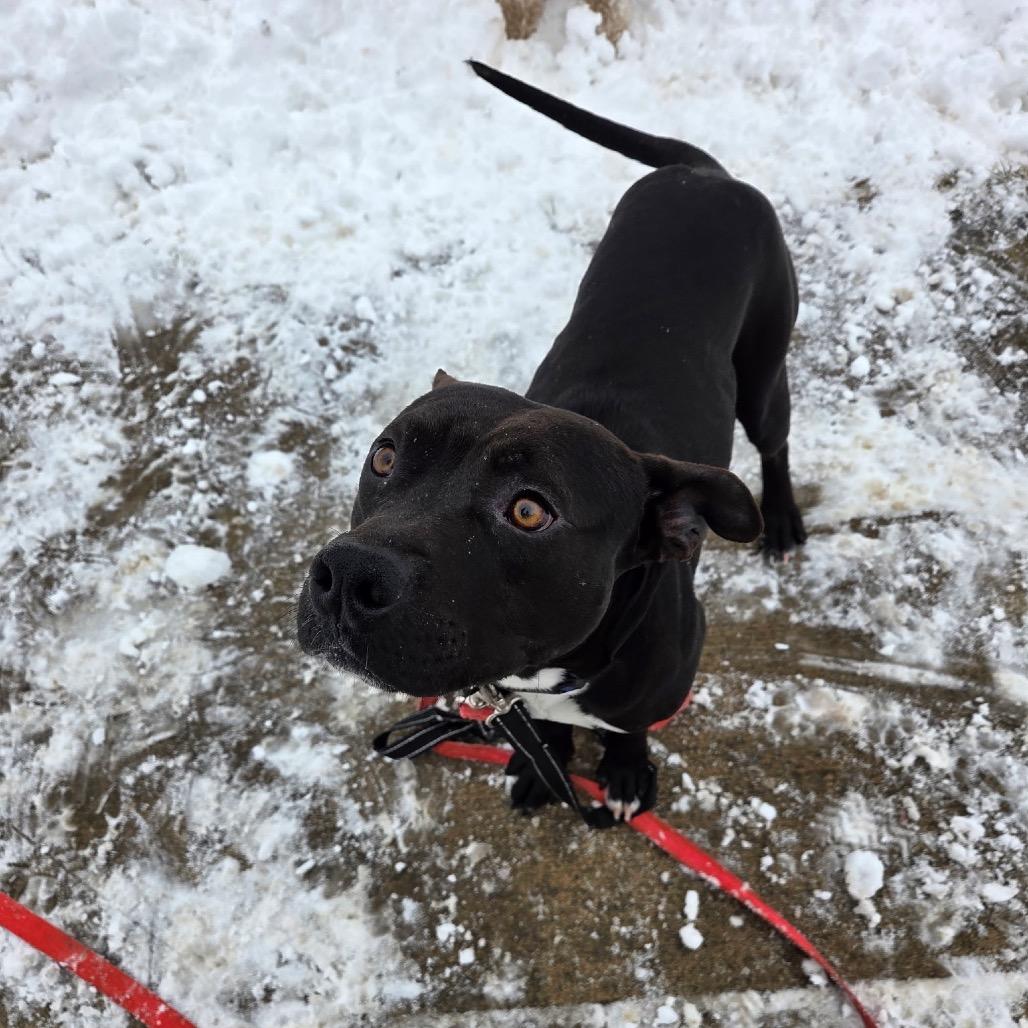 Enlarge Comet, a Adoptable mixed breed in Avon, OH image 5/6