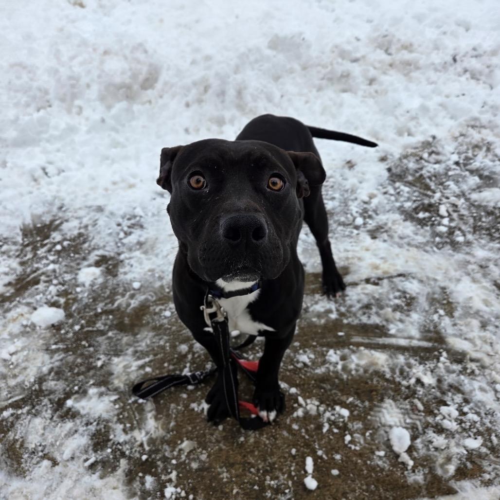 Enlarge Comet, a Adoptable mixed breed in Avon, OH image 6/6