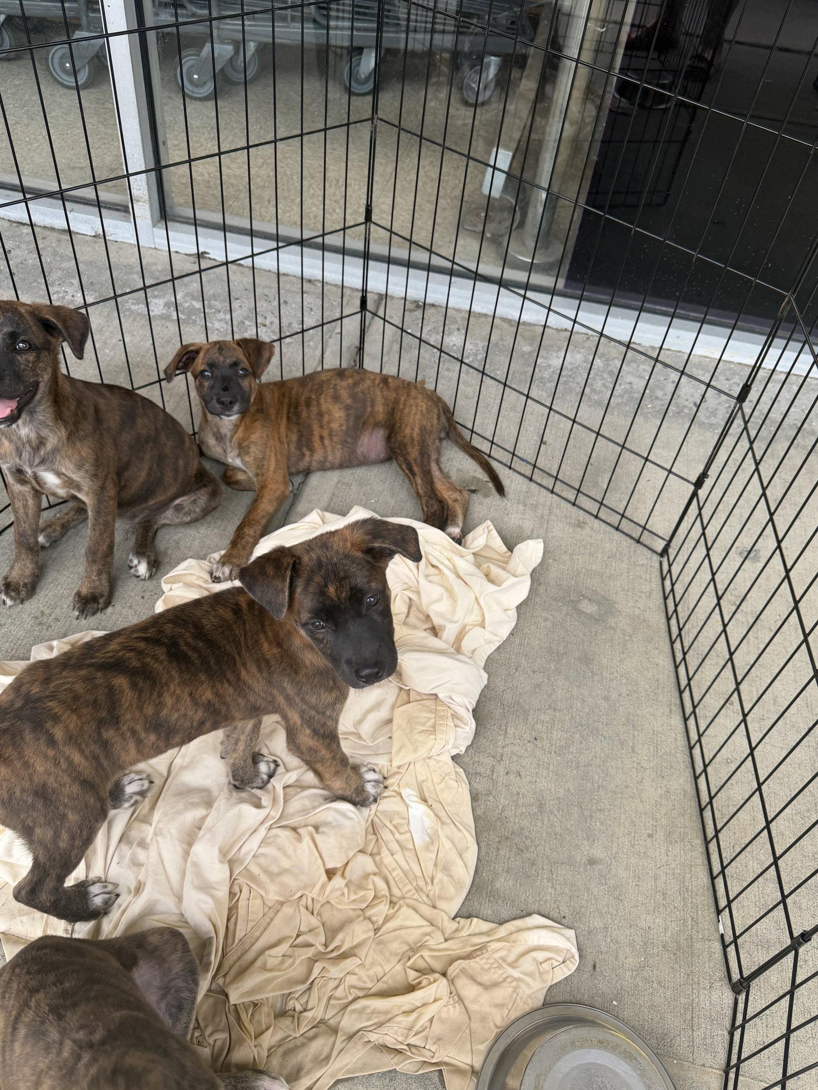 Brianna, Adoptable, Young Female Hound & Retriever.