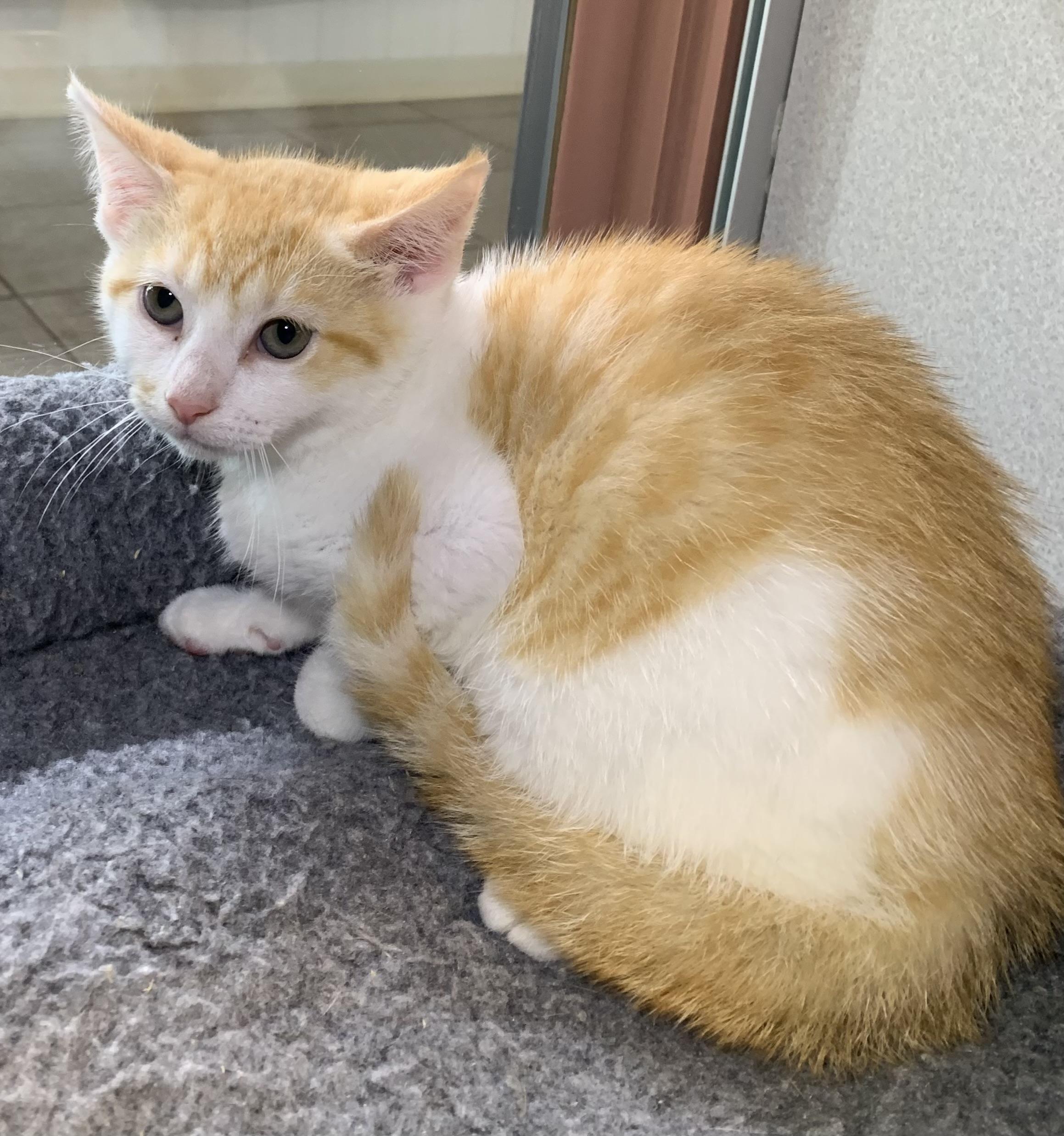 Spaghetti, adopted, Kitten Female Domestic Short Hair.