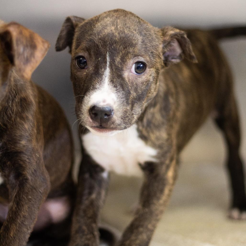 Millie — thumbnail 2