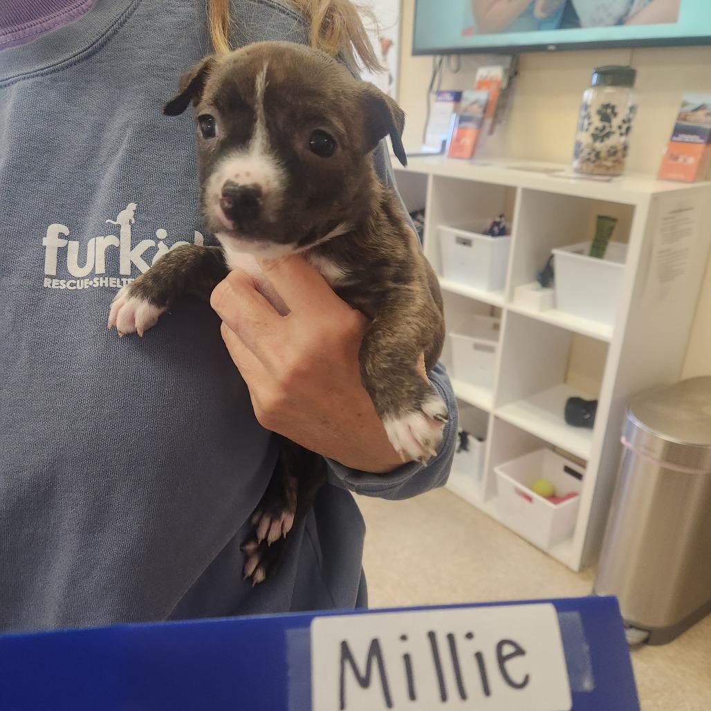 Millie — thumbnail 3