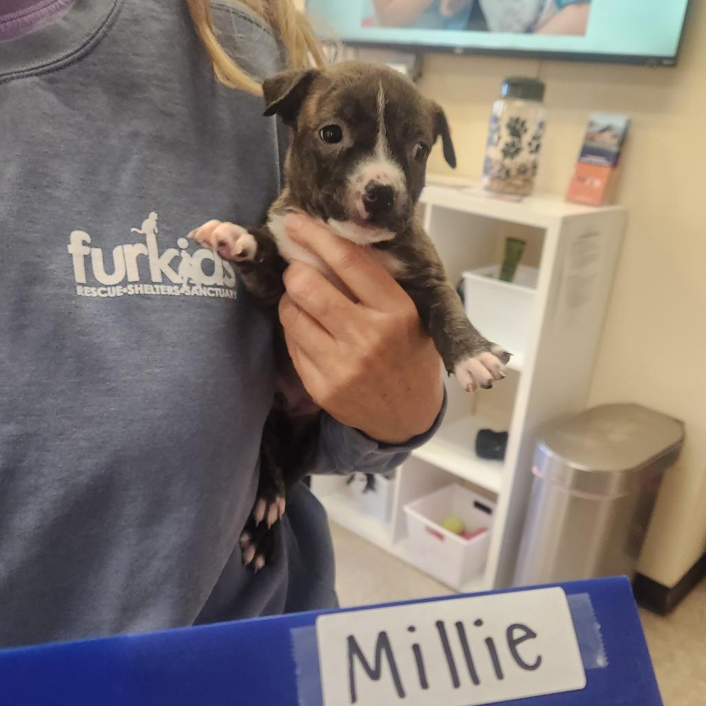 Millie — thumbnail 4