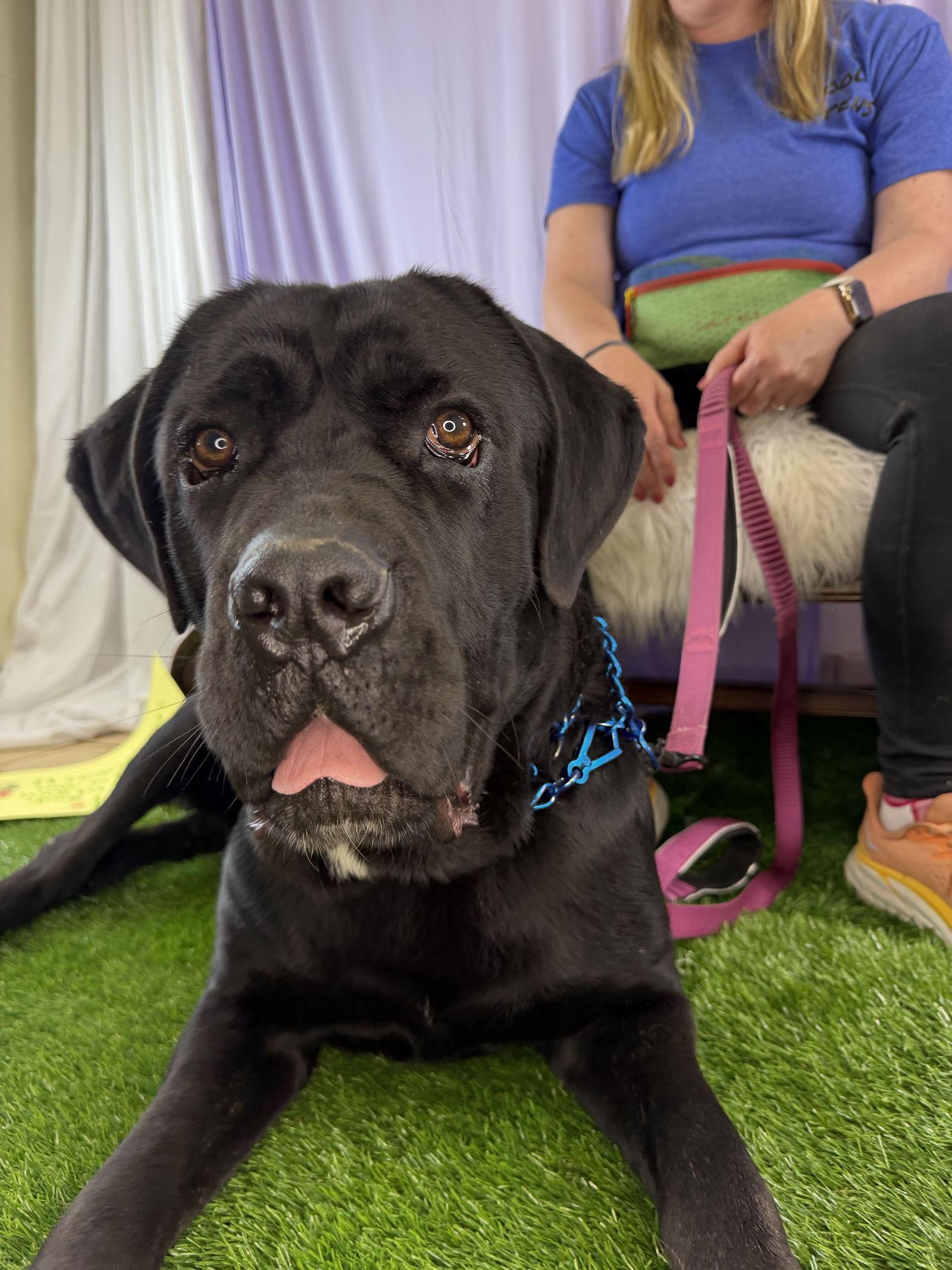 Enlarge Appa - ADOPTED, a Adopted Cane Corso in Glendale, AZ image 2/3