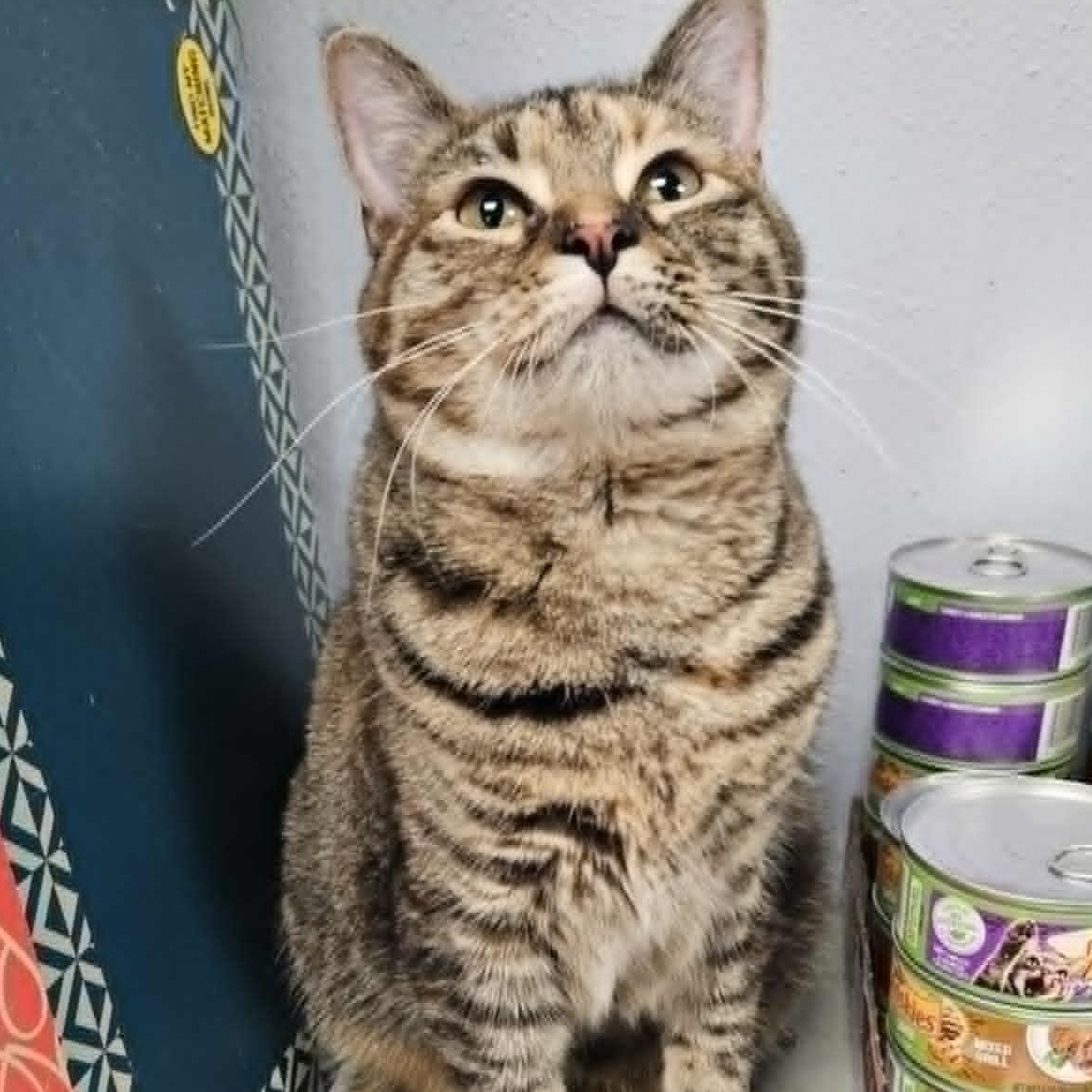 Apricot, an adopted Domestic Short Hair in Warwick, RI image 4/4