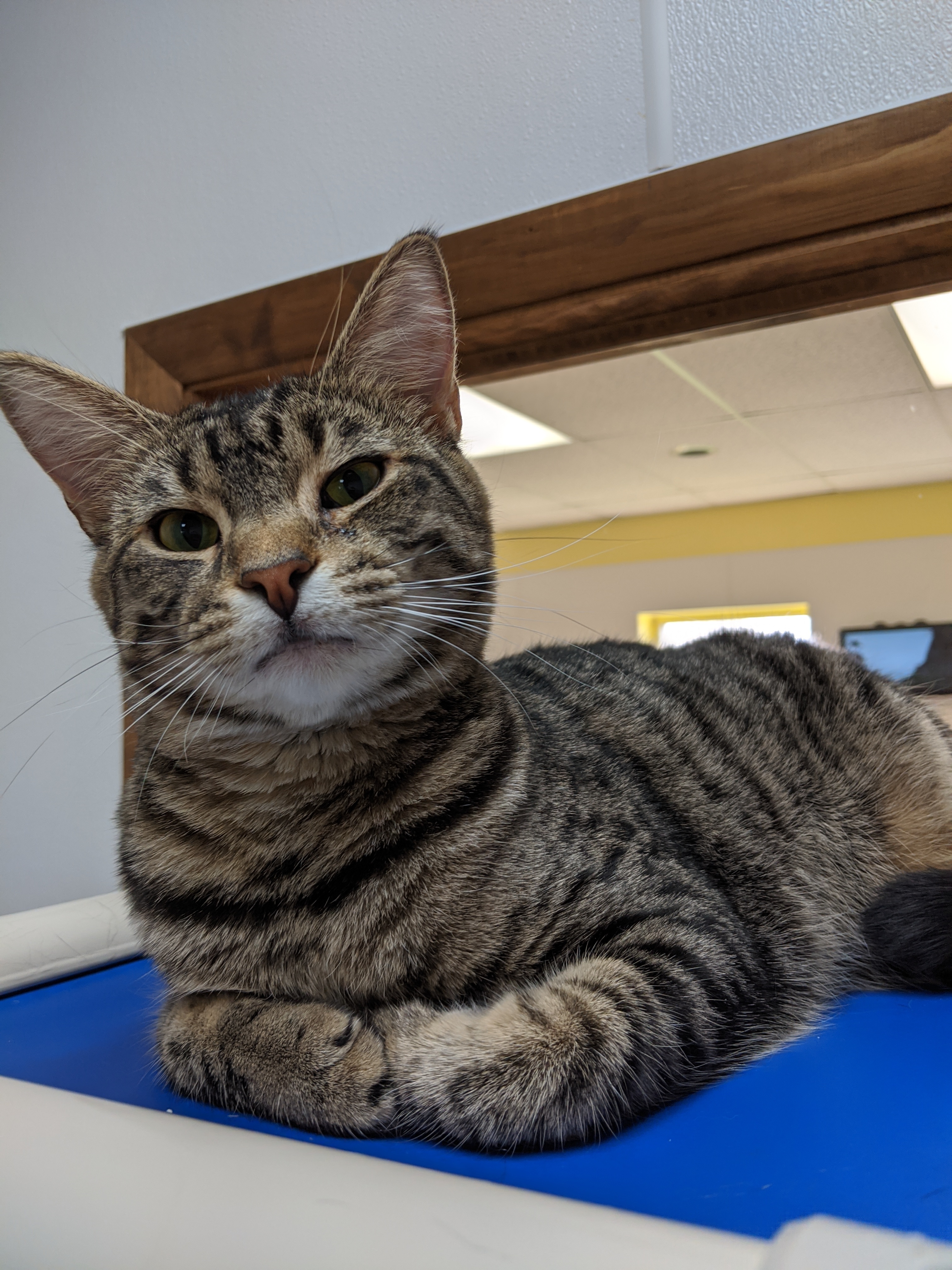 Enlarge Leela, a Adoptable Domestic Short Hair in Decatur, IL image 5/6