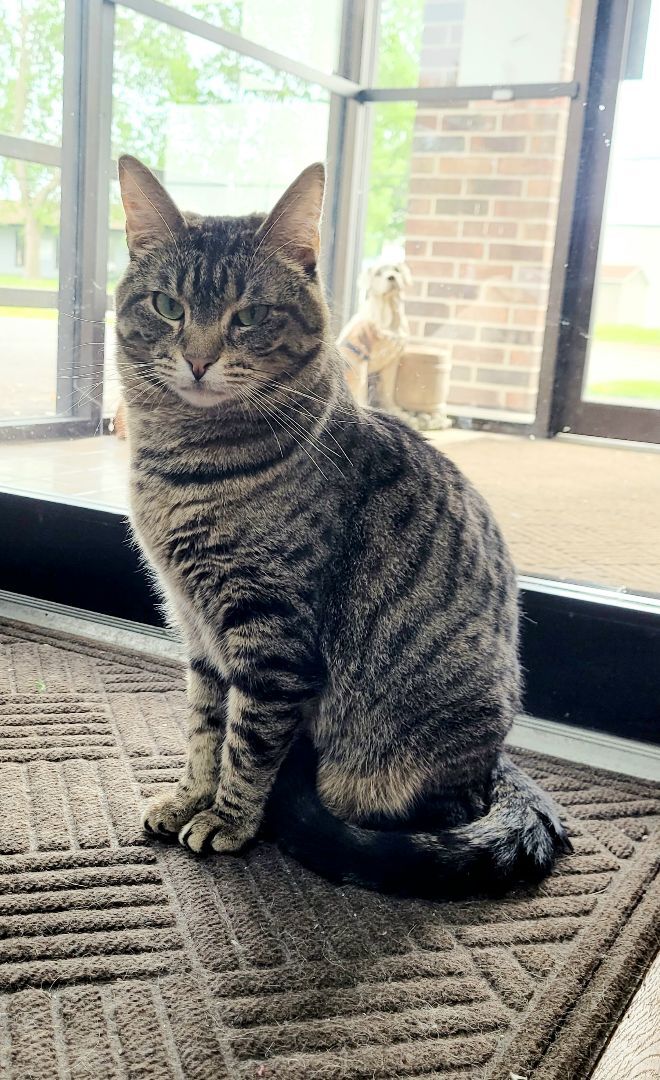 Enlarge Leela, a Adoptable Domestic Short Hair in Decatur, IL image 4/5