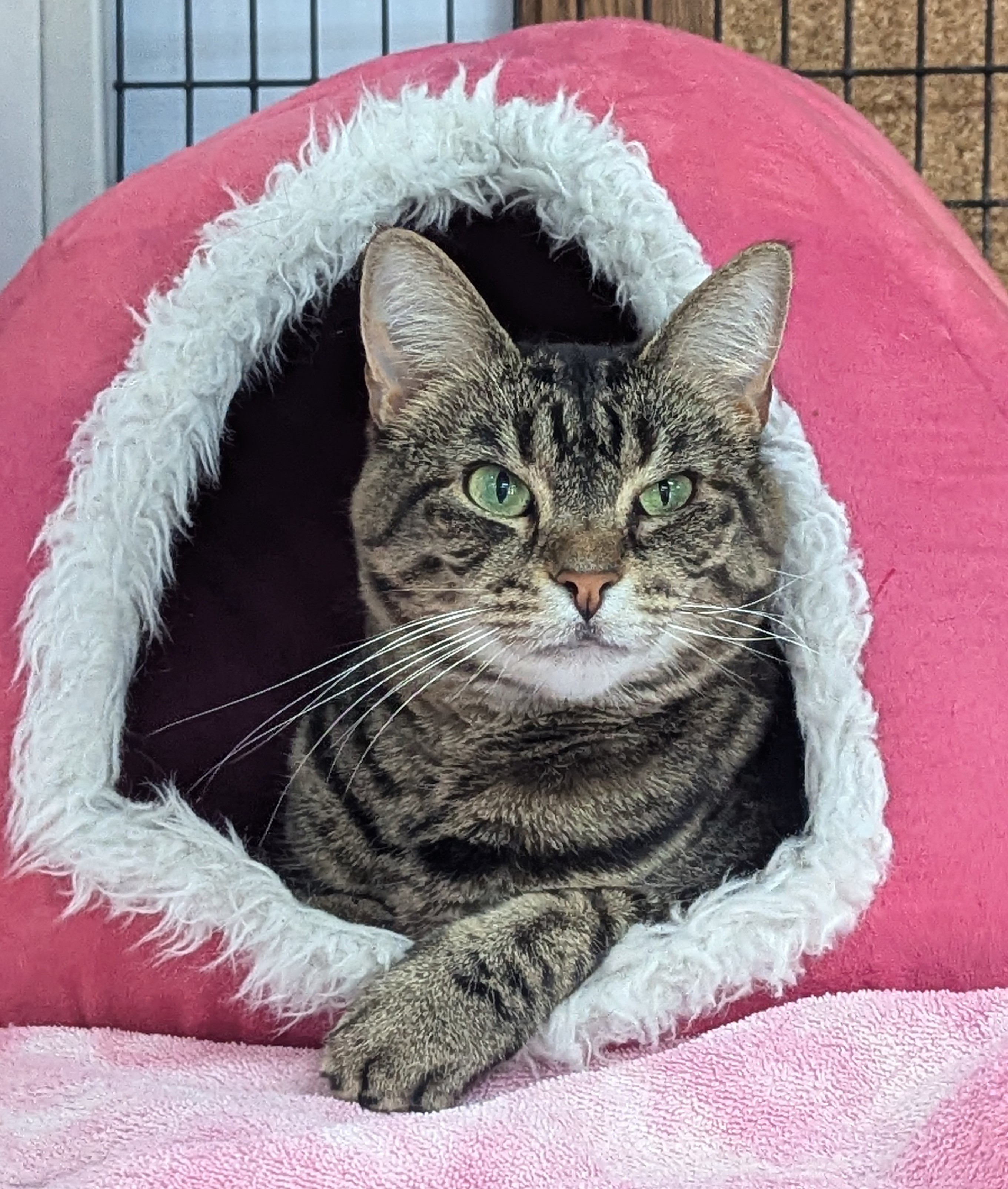 Enlarge Leela, a Adoptable Domestic Short Hair in Decatur, IL image 1/6