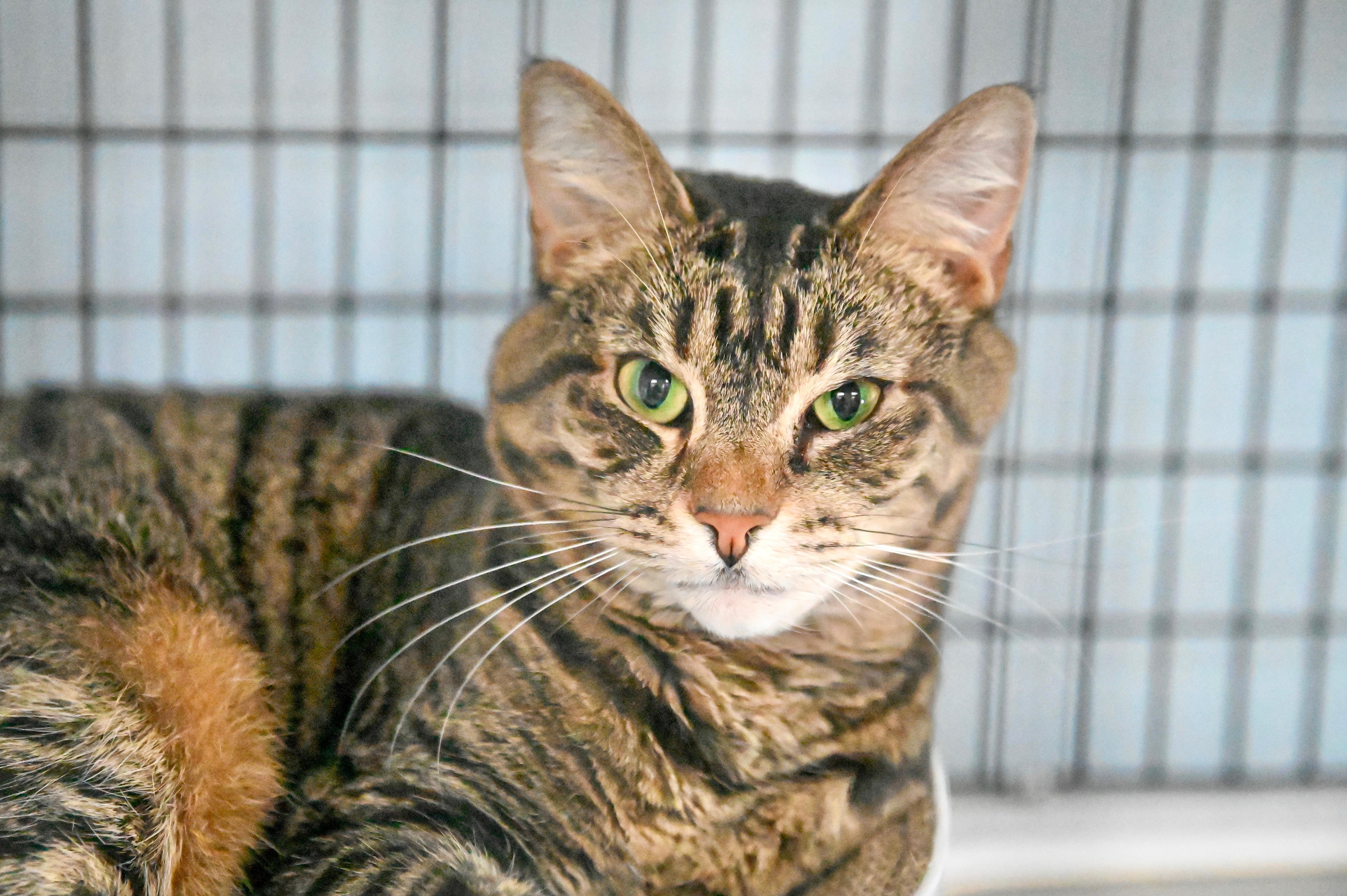 Leela, Adoptable, Adult Female Domestic Short Hair.