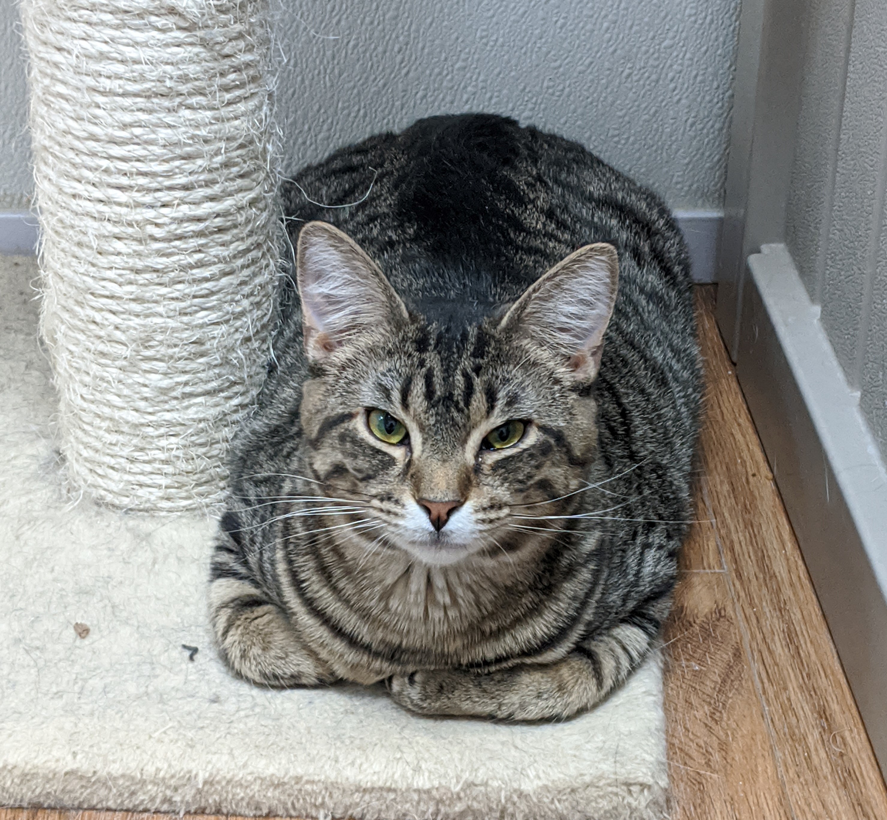 Enlarge Leela, a Adoptable Domestic Short Hair in Decatur, IL image 6/6