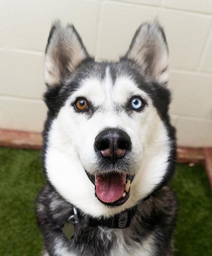 Polly Pocket, a Adoptable mixed breed in Encinitas, CA image 1/2