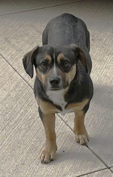 Maple Scas thumbnail 2