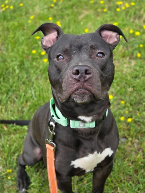 King Arthur, Adoptable, Young Male Pit Bull Terrier.