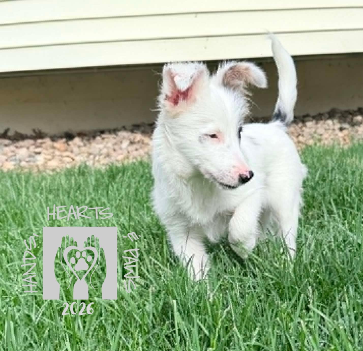 Violet Eve, an adopted mixed breed in Omaha, NE image 3/4