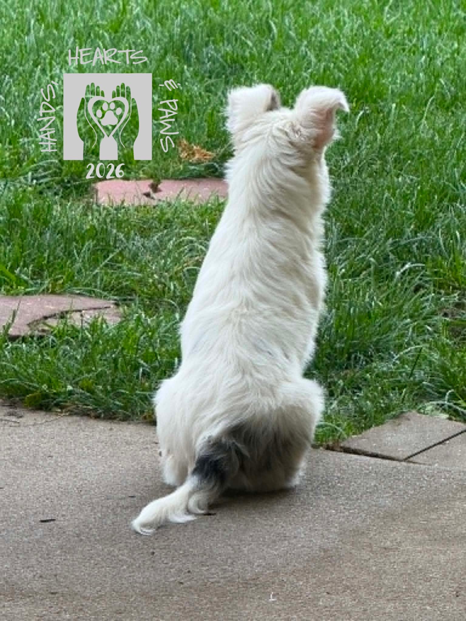 Violet Eve, an adopted mixed breed in Omaha, NE image 4/4