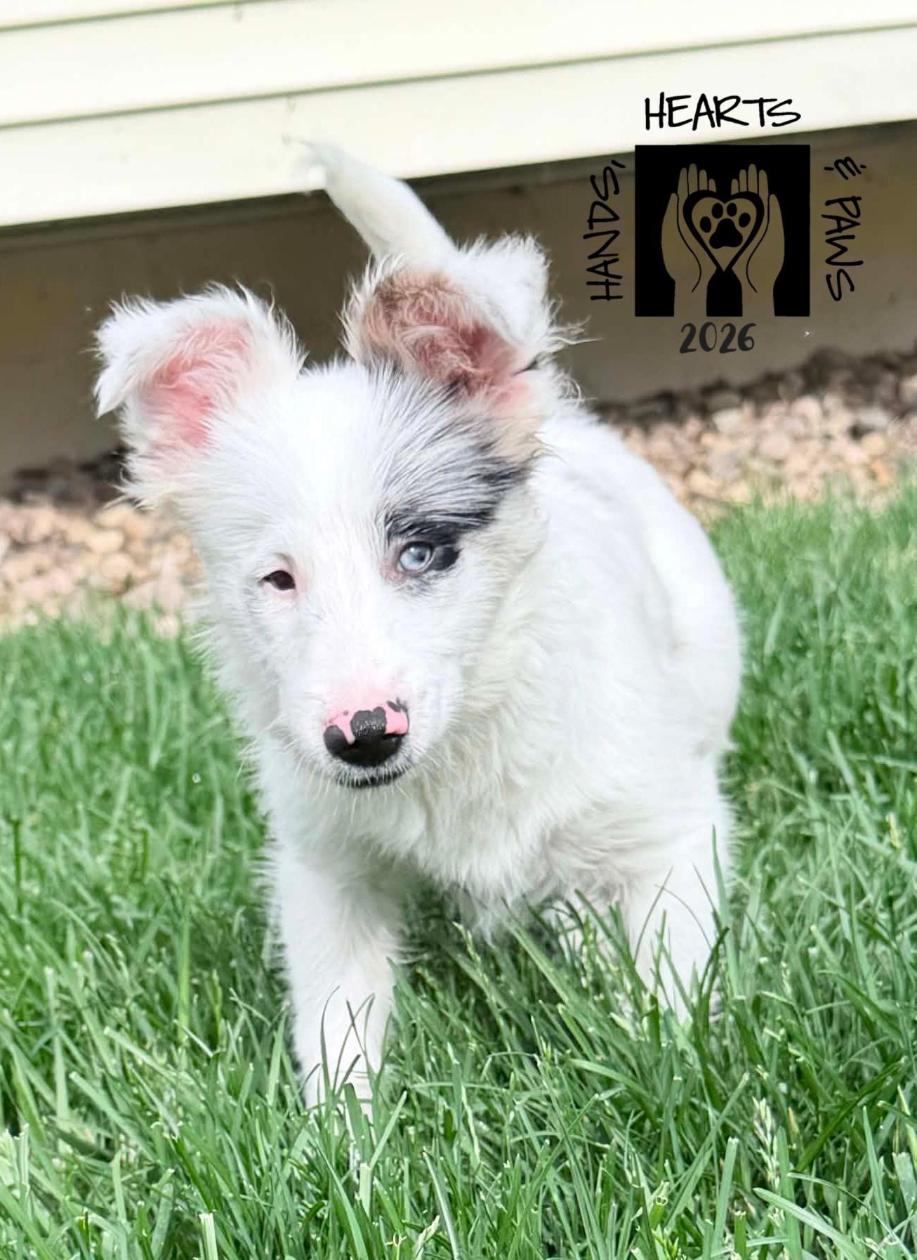 Violet Eve, an adopted mixed breed in Omaha, NE image 2/4
