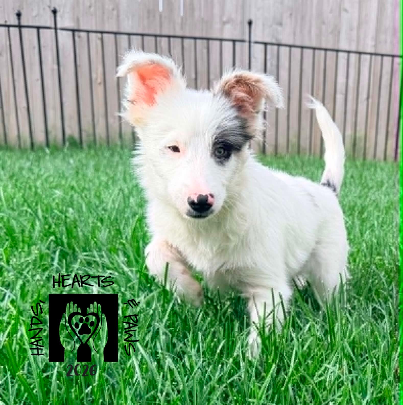 Violet Eve, an adopted mixed breed in Omaha, NE image 1/4