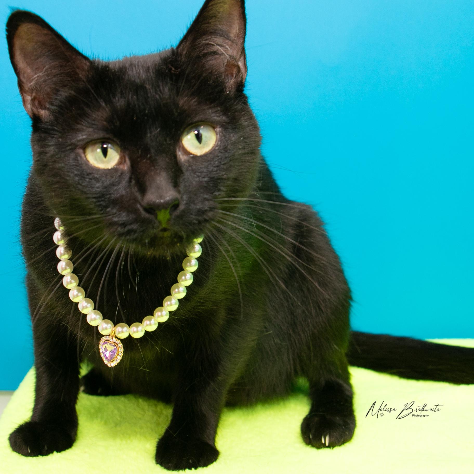 Enlarge Porcupine, a Adoptable Domestic Short Hair in Calgary, AB image 2/6