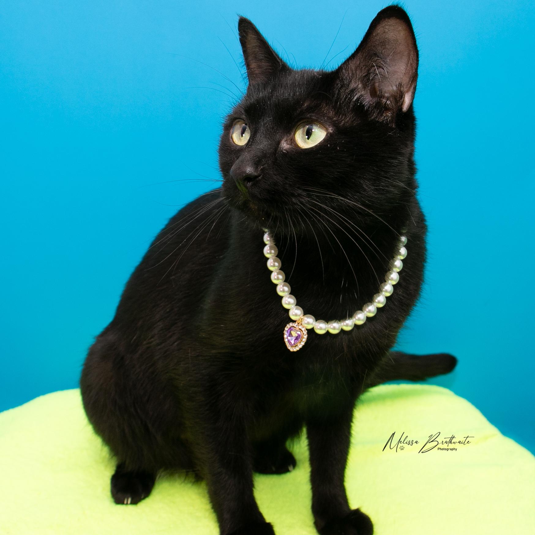 Porcupine, Adoptable, Adult Female Domestic Short Hair.